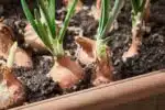 Comment planter un oignon germé : conseils et astuces pour une culture réussie