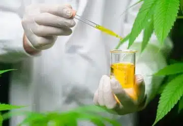 Découvrez les avantages de l'huile de CBD pour votre santé