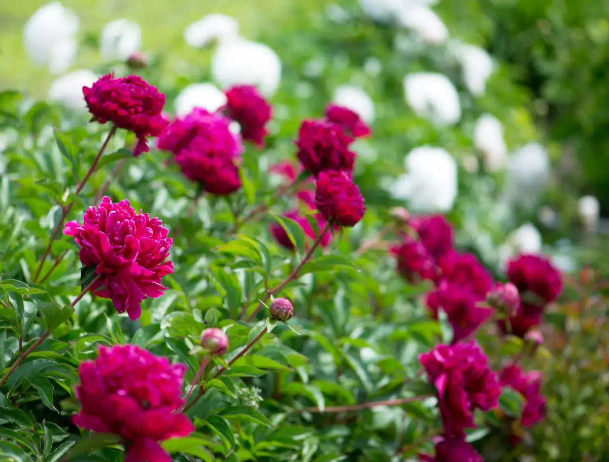 Bouturer une pivoine