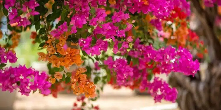 Quel bougainvillier planter selon votre région ? Attention à bien le choisir ?