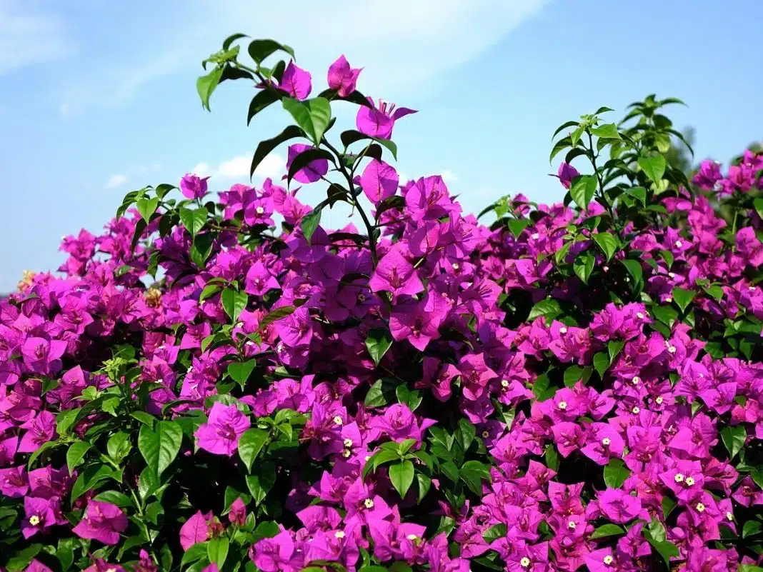 Quel bougainvillier planter selon votre région ? Attention à bien le choisir ?