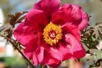 Bouturer une pivoine
