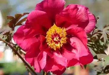 Bouturer une pivoine