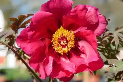 Bouturer une pivoine