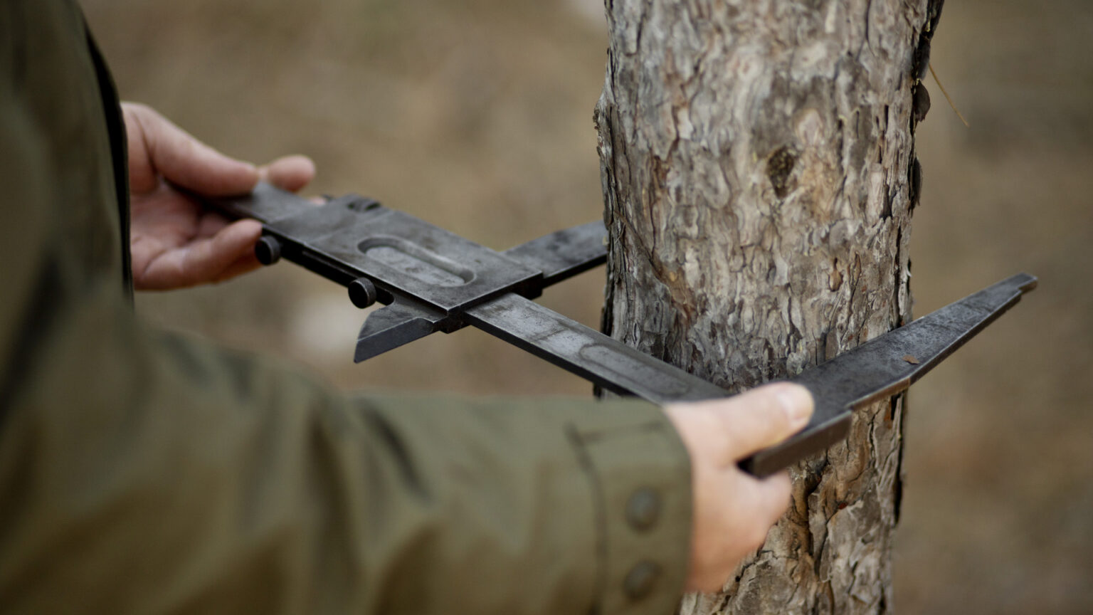 Taille du noyer : quand intervenir pour ne pas fragiliser l'arbre ?